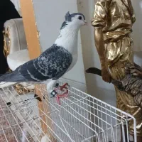 چند جفت  طوقی و ساده کاکلی  درشت قلدر