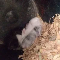 خرگوش بزرگ نر وماده لوپ اصیل و بسیار اهلی وباهوش|موش و خرگوش|دزفول, |دیوار