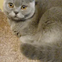 گربه نژاد اسکاتیژ به رنگ سیلوری.(طوسی) نر|گربه|مرند, |دیوار