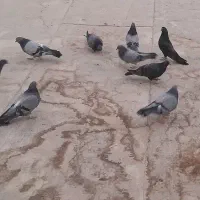 کبوتر اصفهانی