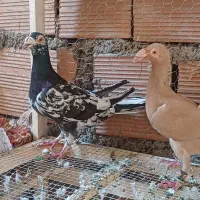 سار کاریر زرد دورگ کاریر