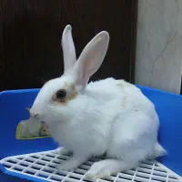 خرگوش خونگی، دوماهه