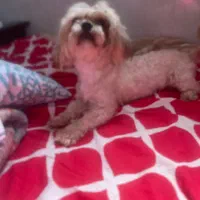 سگ پیدا شده|حیوانات|بندرعباس, |دیوار