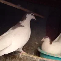 فروش حیوانات خانگی|پرنده|درح, |دیوار