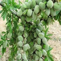 شرکت و نهالستان سرو نهال (نعمتی)|خدمات باغبانی و درختکاری|سنندج, |دیوار