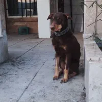 سگ نگهبان نژاد دوبرمن بلوطی