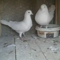 کبوتر پرشی|پرنده|خمینیشهر, |دیوار