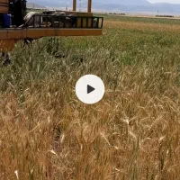 اجاره زمین کشاورزی آبی با چاه عمیق