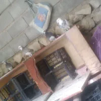 ۵ تا کبوتر به فروش می رسد