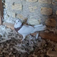 کبوتر طوقی و دوکت|پرنده|زارچ, |دیوار