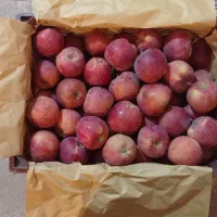 فروش سیب درجه 2|حراج|مراغه, |دیوار