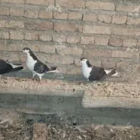 کبوتر رنگی در سراب
