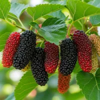 فروش توت موزی
