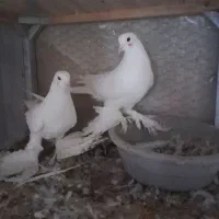 ۳جفت کبوتر لوتی جفت ۲میلیون|پرنده|اهر, |دیوار