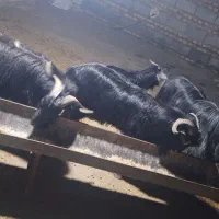 نر بز محلی|حیوانات مزرعه|گرگان, |دیوار