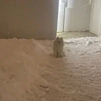 پامر روباهی