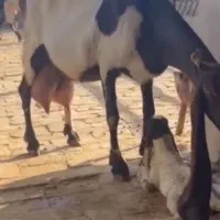 ۲تا بز ۲قلو دار پاکستانی درج یک|حیوانات مزرعه|همدان, |دیوار