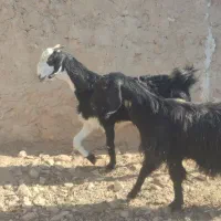 بز درجه یک نابروان