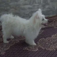 پامر شیتزو