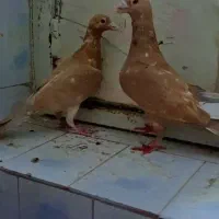 کفتر جفت سرور زرد