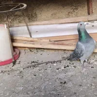 کبوتر پلاکی نر|پرنده|گچی, |دیوار