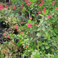 گیاه مرجان|گل و گیاه طبیعی|تهران, عباس‌آباد|دیوار