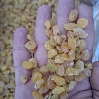 پلویی گلدن طلایی فوق سوپر