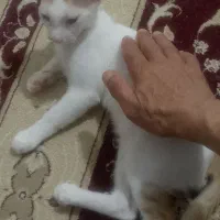 دو عدد گریه کامل دستی واگذار مکنم