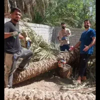 بریدن نخل و درخت قطع نخل هرس کردن نخل .استاد نخل|خدمات باغبانی و درختکاری|اهواز, گلستان|دیوار