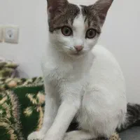«گربه»|گربه|مشگین شهر, |دیوار