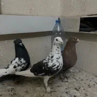 ۳تا گرفتنی پرشی خوب|پرنده|شیراز, شهرک مفتح|دیوار