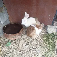 فروش خرگوش چهارعدد