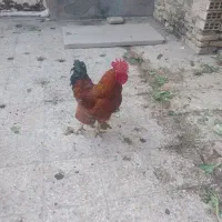 مرغ وخروس عربی|حیوانات مزرعه|اهواز, کوی علوی|دیوار