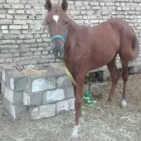 اسب حمدانی