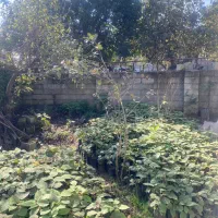 نهال کیوی خیاری درجه یک پر حجم