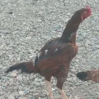 خوروس لاری