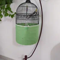 عروس هلندی نر سخنگو