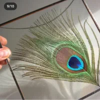 انواع پر طاووس