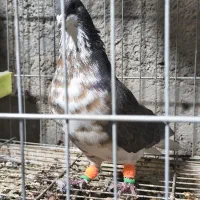 شهری . چپ قهوه‌ای گلدار گل زرد|پرنده|سپیدان, |دیوار