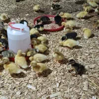 اردک محلی|حیوانات مزرعه|ماسال, |دیوار