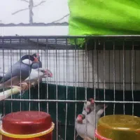 فنج نرگسی سیلور