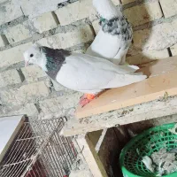 جفت طوقی|پرنده|رامشیر, |دیوار