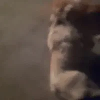 سگ پژدر|سگ|سامن, |دیوار