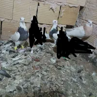 کفتر  زاغ دمسفید چهار عدد طوقی هفترنگ کاکلی جوانه|پرنده|تربت‌حیدریه, رضاشهر|دیوار