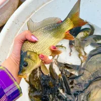 توزیع ماهی کپور آمور پرورش اصفهان