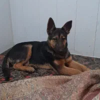 ژرمن ورگ  حرف گوش کن سالم