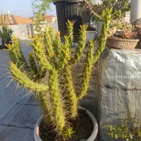 فروش گل های باغچه ای زیبا|گل و گیاه طبیعی|بابل, |دیوار