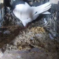 کفتر|پرنده|درمیان, |دیوار