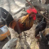 مرغ وغروس|حیوانات مزرعه|برازجان, |دیوار