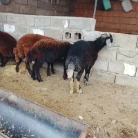 توقلی ۱۰ ماه|حیوانات مزرعه|سنگدوین, |دیوار